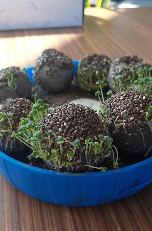 seed balls